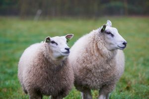 Vilsterse schapen